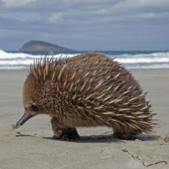 Животные Австралии ехидна фото